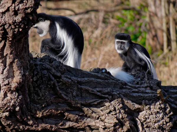 Colobus guereza est un type de singe de l'Ancien Monde. . — Photo