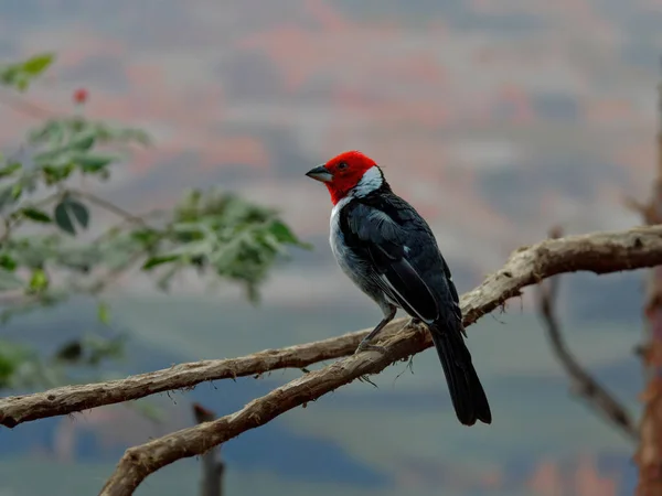The red-cowled cardinal, Paroaria dominicana — 图库照片