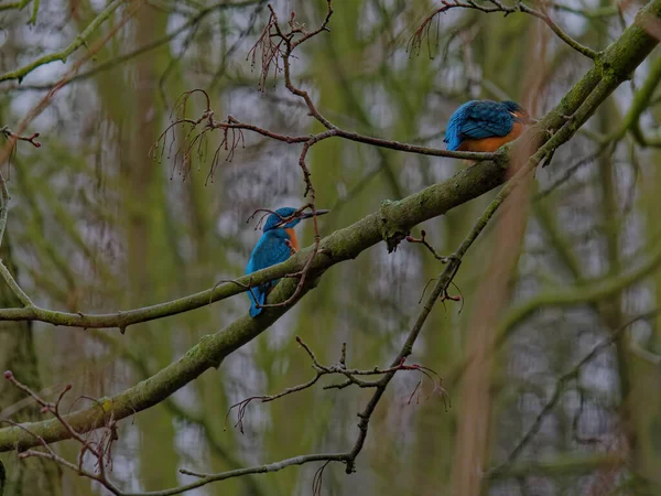 A közönséges királyhalász, Alcedo ezen, más néven az eurázsiai királyhalász. — Stock Fotó