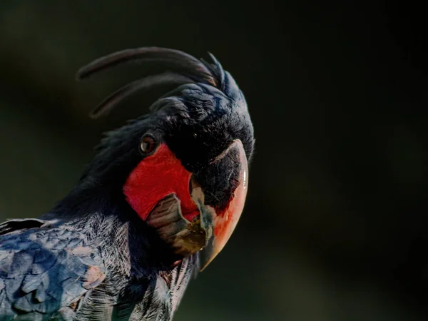 The palm cockatoo, Probosciger aterrimus — Stockfoto