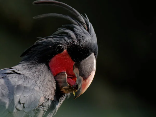 The palm cockatoo, Probosciger aterrimus — Stockfoto