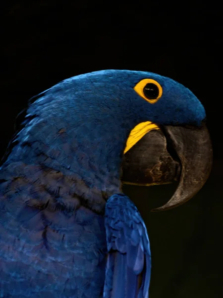 The hyacinth macaw, Anodorhynchus hyacinthinus, is a parrot native to central and eastern South America. — Stock Photo, Image
