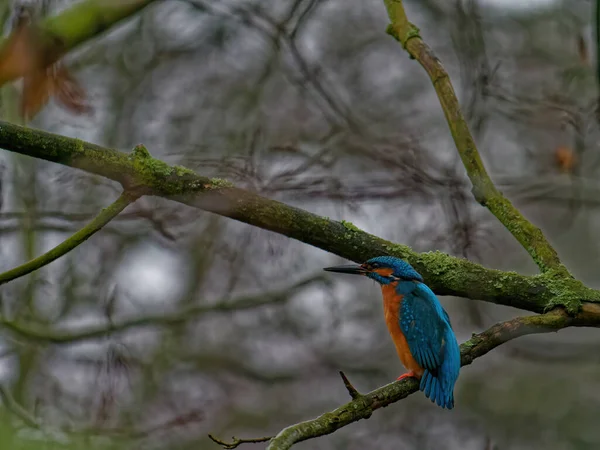 The common kingfisher, Alcedo atthis, also known as the Eurasian kingfisher. — Stock Photo, Image