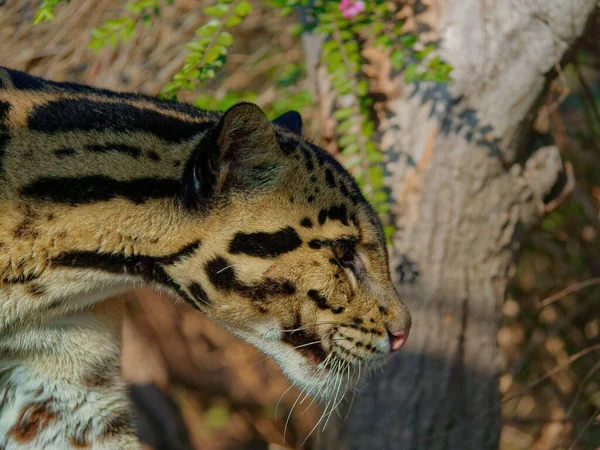 Il leopardo nuvoloso, Neofelis nebulosa, è un gatto selvatico . — Foto Stock