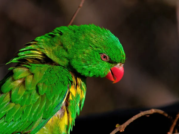 The superb parrot, Polytelis swainsonii — ストック写真