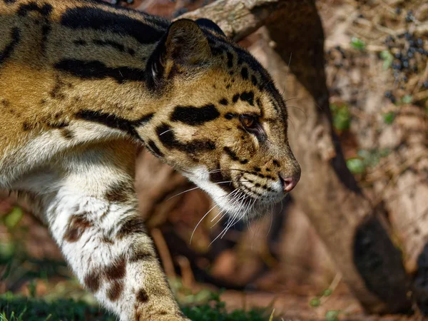 The clouded leopard, Neofelis nebulosa, is a wild cat. — Stock fotografie