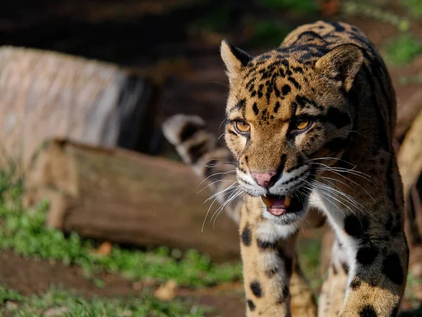 The clouded leopard, Neofelis nebulosa, is a wild cat. — Zdjęcie stockowe