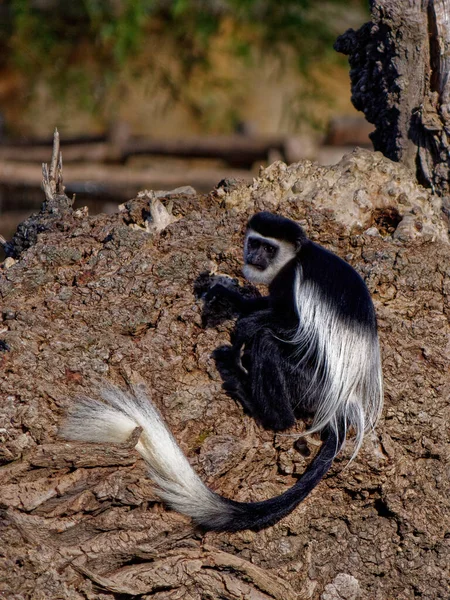 Обезьяна в мантии, Colobus guereza, это вид обезьяны Старого Света. . — стоковое фото