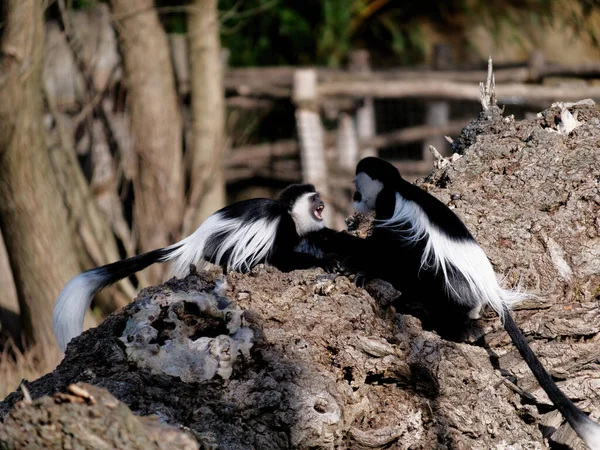 The mantled guereza, Colobus guereza, is a type of Old World monkey. — 图库照片