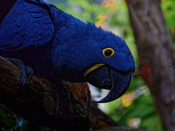 A arara-jacinto, Anodorhynchus hyacinthinus, é um papagaio nativo da América do Sul central e oriental . — Fotografia de Stock