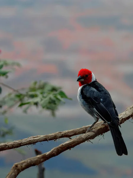 The red-cowled cardinal, Paroaria dominicana lizenzfreie Stockbilder