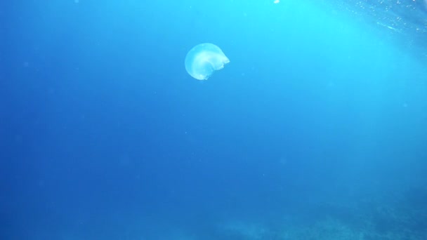 Jellyfish in the ocean — Stock Video
