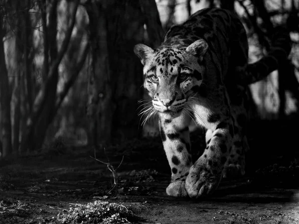 El leopardo nublado, Neofelis nebulosa, es un gato salvaje . — Foto de Stock