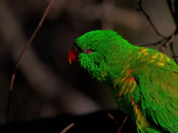 The superb parrot, Polytelis swainsonii — Zdjęcie stockowe