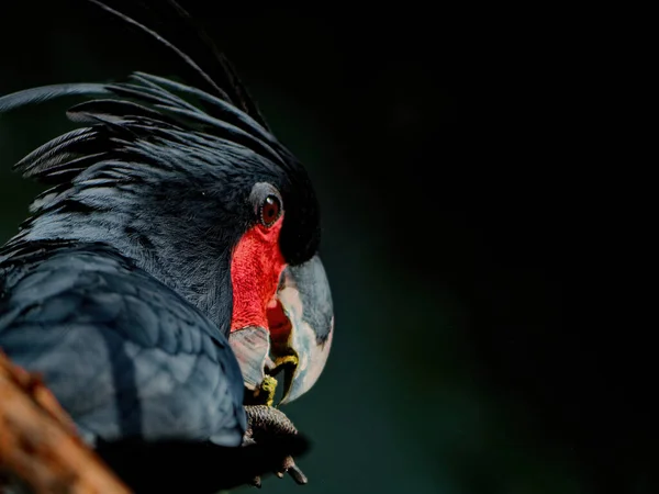 The palm cockatoo, Probosciger aterrimus — Φωτογραφία Αρχείου