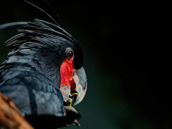 The palm cockatoo, Probosciger aterrimus Stockfoto