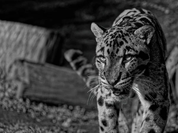 Il leopardo nuvoloso, Neofelis nebulosa, è un gatto selvatico . — Foto Stock