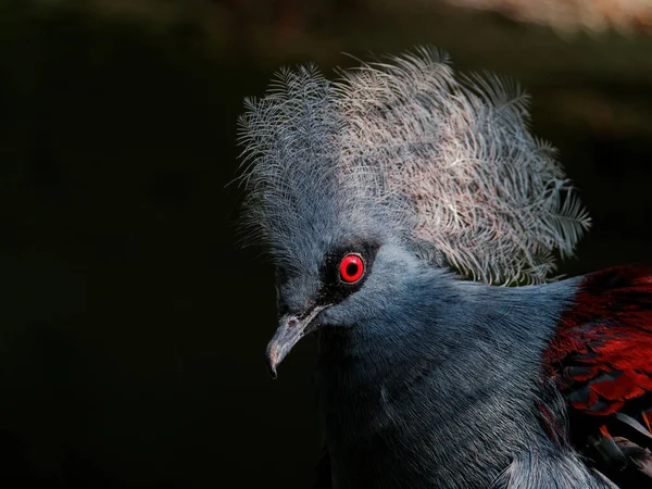 The western crowned pigeon, Goura cristata — Stockfoto
