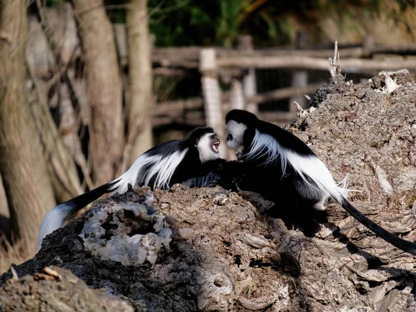 The mantled guereza, Colobus guereza, is a type of Old World monkey. — Φωτογραφία Αρχείου