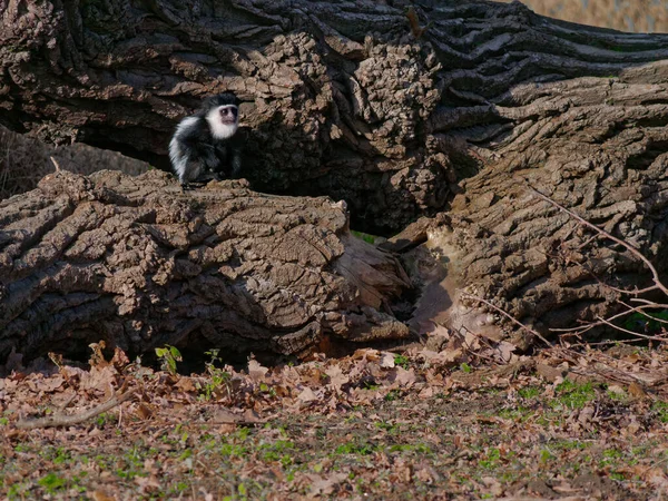 Colobus guereza est un type de singe de l'Ancien Monde. . — Photo