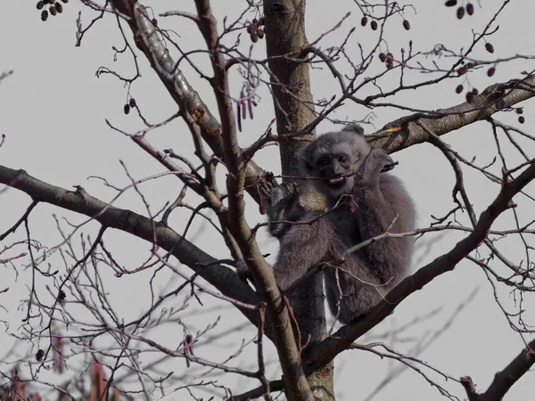 Der silbrige Gibbon, Hylobates Moloch — Stockfoto