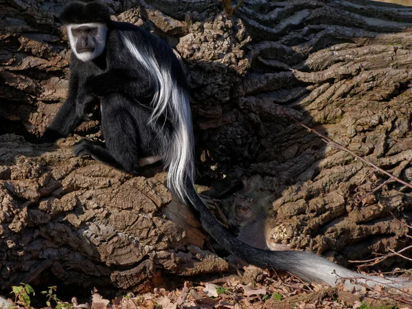La guereza de manto, Colobus guereza, es un tipo de mono del Viejo Mundo . —  Fotos de Stock