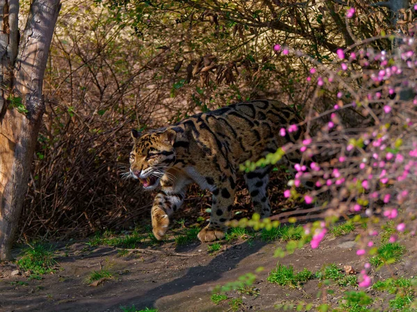 The clouded leopard, Neofelis nebulosa, is a wild cat. — Stock fotografie