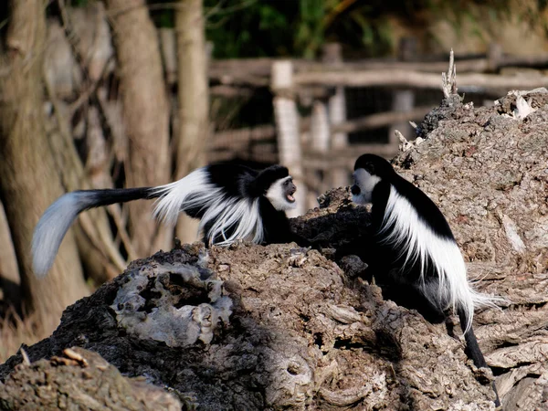 La guereza de manto, Colobus guereza, es un tipo de mono del Viejo Mundo . —  Fotos de Stock