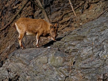 Batı Kafkas Tur, Capra Kafkasya