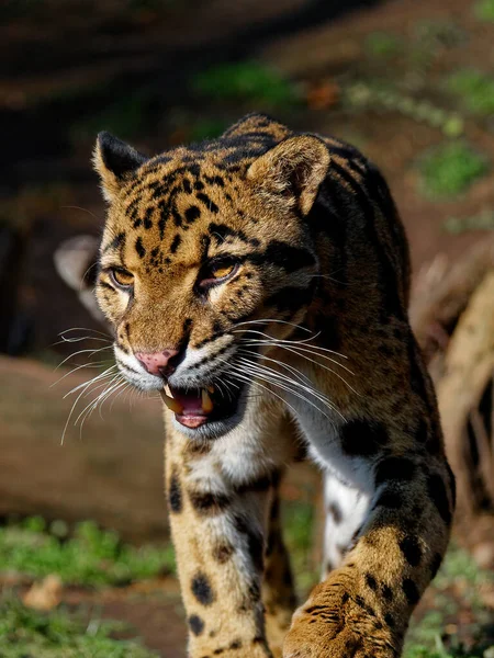 The clouded leopard, Neofelis nebulosa, is a wild cat. — Stock fotografie