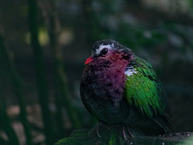 Sıradan bir zümrüt güvercin, Chalcopáindica.