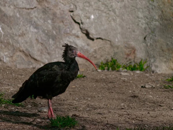Het noordelijke kale ibis, kluizenaar ibis, of waldrapp, Geronticus eremita — Stockfoto