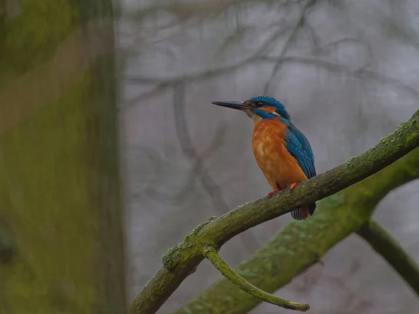 Pescador Real Comum Alcedo Atthis Também Conhecido Como Pescador Rei — Fotografia de Stock