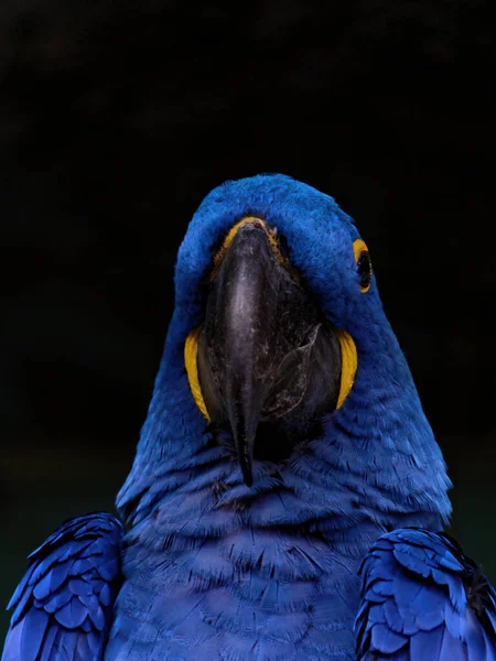 Den Hyacint Macaw Anodorhynchus Hyacinthinus Eller Hyacinthine Macaw Papegoja Hemma — Stockfoto