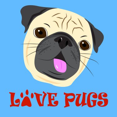 Mavi arka plan üzerinde şirin pug yüzü.