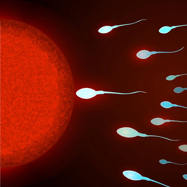 Fertilizzazione. Inseminazione di ovuli umani da parte di spermatozoi. Vista microscopica di spermatozoi e ovuli . — Vettoriale Stock