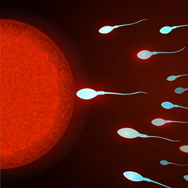Inseminación de óvulos humanos por espermatozoides. Vista microscópica de espermatozoides y óvulos. Ilustración vectorial — Vector de stock