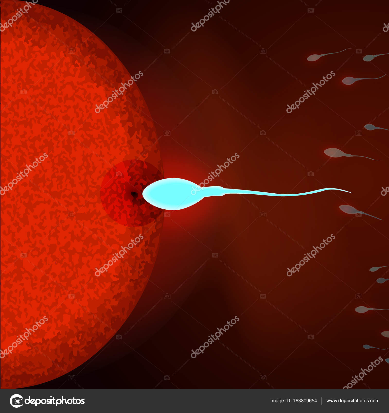 Human sperm to human egg Softcore porn making love romantic videos