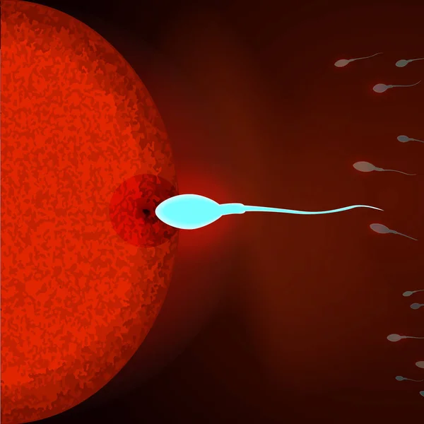 Inseminazione di ovuli umani da parte di spermatozoi. Vista microscopica di spermatozoi e ovuli. Illustrazione vettoriale — Vettoriale Stock