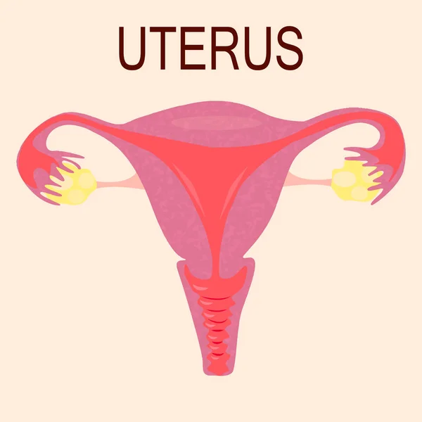 Děloha a vaječníky, orgánů ženského reprodukčního systému na světle růžové pozadí — Stockový vektor
