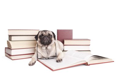 yığınları arasında eski kitaplar, beyaz zemin üzerine uzanmış kitap okumak çok güzel tatlı bilge görünümlü pug köpek yavrusu,