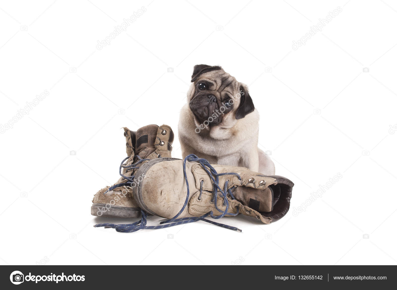 pug boots