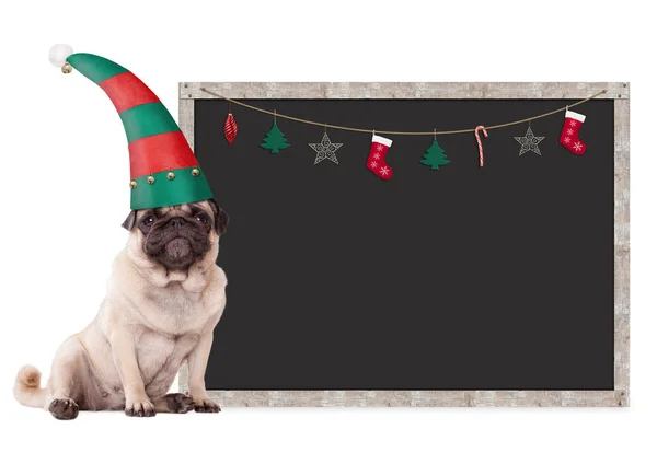 Lindo cachorro de cachorro con un sombrero de elfo para Navidad, sentado al lado del letrero de pizarra en blanco con decoración de Navidad, sobre fondo blanco — Foto de Stock