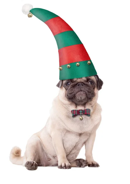 Lindo cachorro cachorro con un sombrero de elfo para Navidad, sobre fondo blanco — Foto de Stock