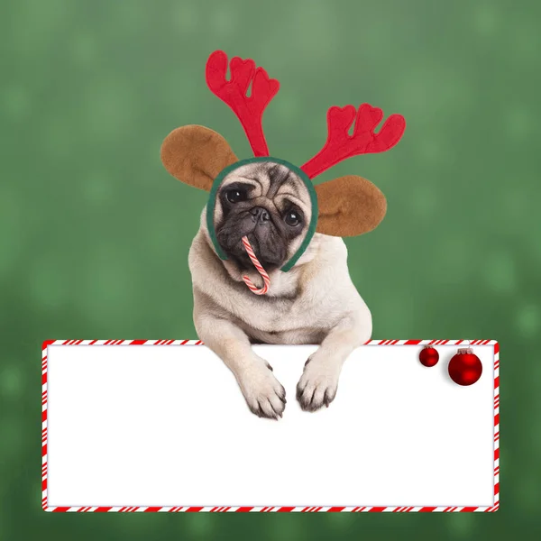 Χαριτωμένο pug σκυλί με αυτιά ταράνδου και κέρατα ελαφιών για τα Χριστούγεννα, ακουμπά στο κενό σύμβολο σε πράσινο φόντο με νιφάδες χιονιού — Φωτογραφία Αρχείου