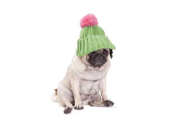 Süßer Mops Welpe Hund sieht schüchtern aus, trägt grüne Strickmütze, auf weißem Hintergrund — Stockfoto
