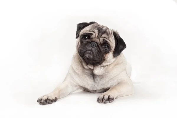 yatarken şirin küçük pug köpek yavrusu