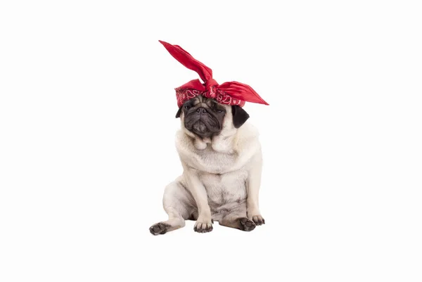 Adorável cachorro cachorrinho pug vestindo cachecol ocidental vermelho na cabeça, isolado no fundo branco — Fotografia de Stock