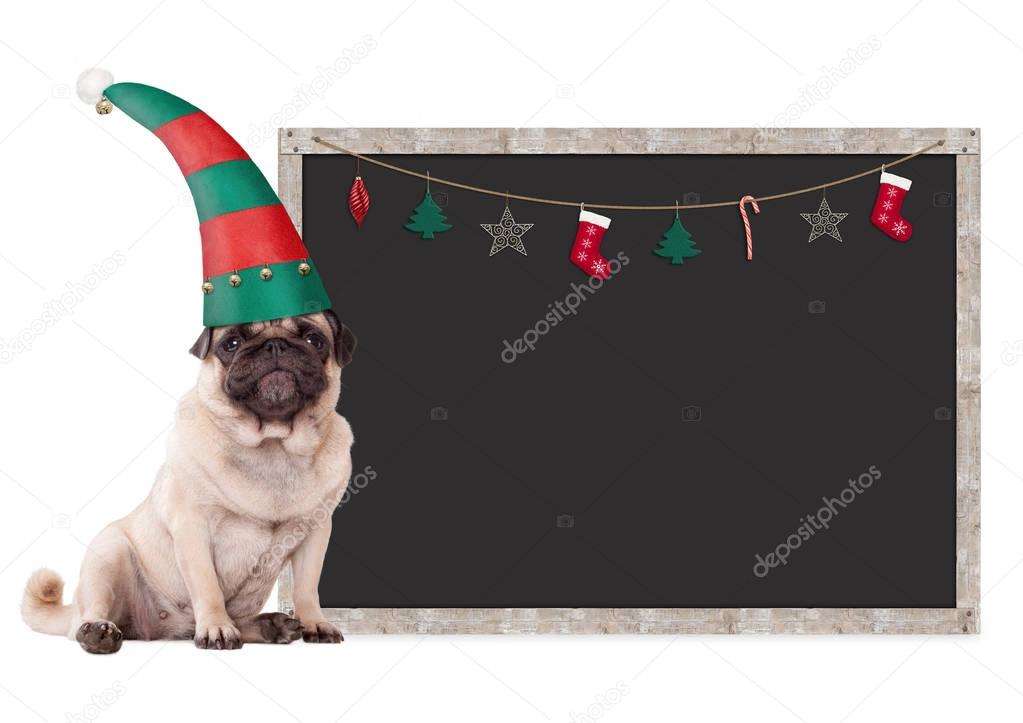 cute pug puppy dog wearing an elf hat for christmas, sitting next to blank blackboard sign with christmas decoration, on white background