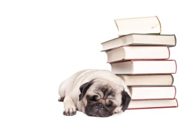 çok güzel pug köpek yavrusu yığın kitap, beyaz arka plan üzerinde izole yanında uyuyan aşağı yalan 